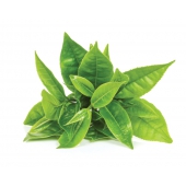 Ekologiczny ekstrakt z zielonej herbaty – ECO 