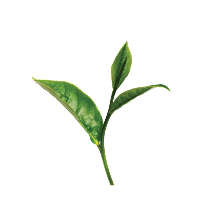 Woda kwiatowa (hydrolat) z zielonej herbaty   ECOCERT